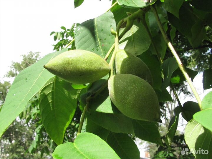 Орех серый (саженцы)