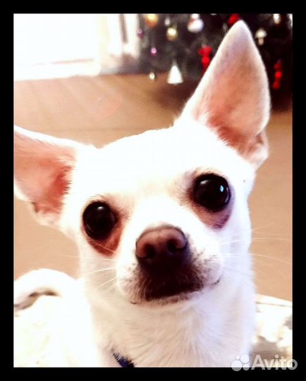 Случка собак