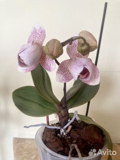Орхидеи фаленопсис набор 12