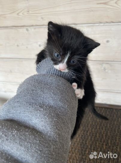 Котенок в добрые руки