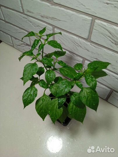 Перец острый