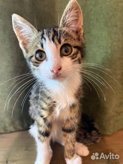 Котёнок ищет дом