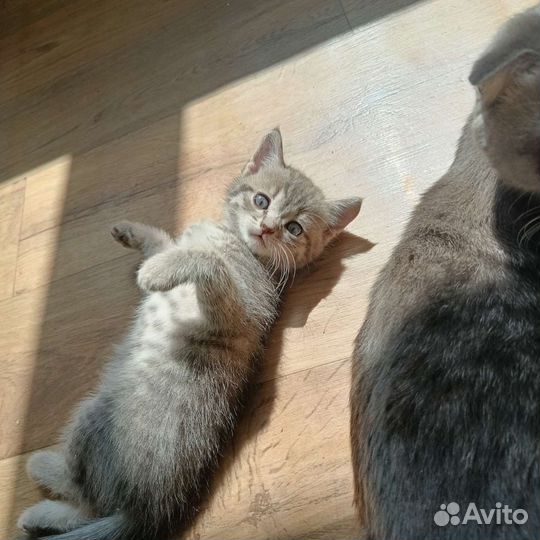 Котята в добрые руки 1.5 месяца