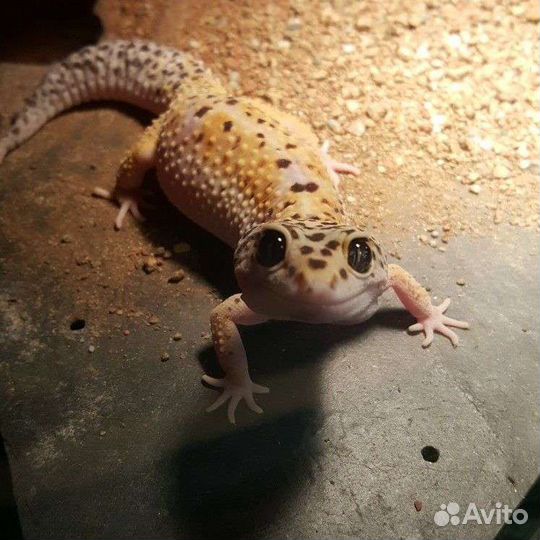 Герпетолог, Специалист по черепашкам, змеям и др