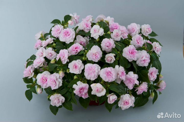 Бальзамин махровый