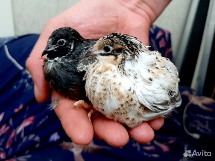 Расписной перепел (карликовая перепелка)