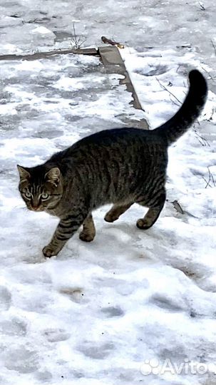 Кошка в дар