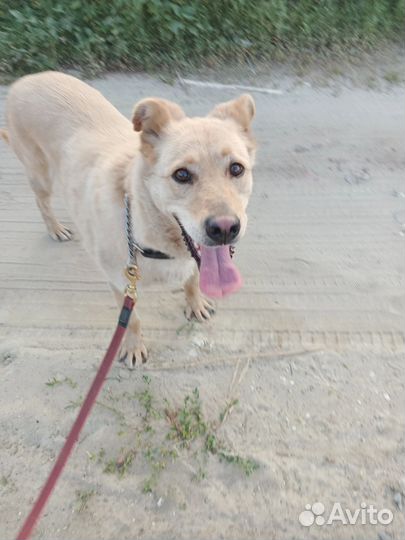 Собака в добрые руки