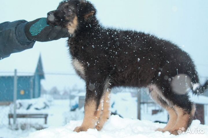 Щенок немецкой овчарки