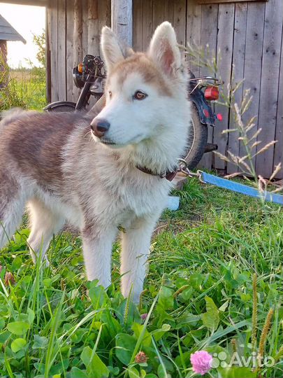 Собака в добрые руки 5 месяцев