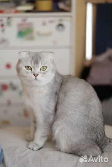 Британская вислоухая голубая золотая шиншилла