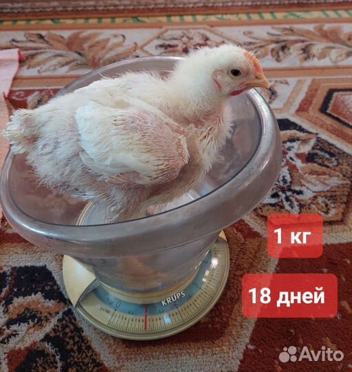 Цыплята бройлеры
