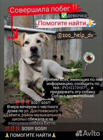 Собаки