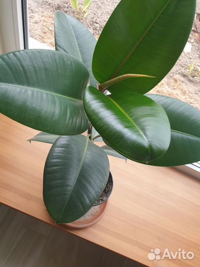 Фикус каучуковый