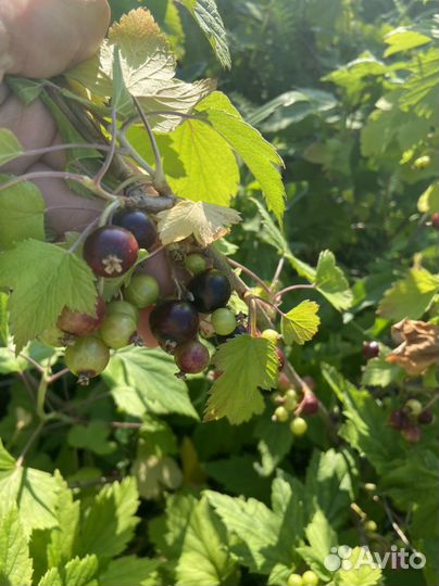 Куст черной смородины