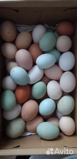 Цыплята и яйца