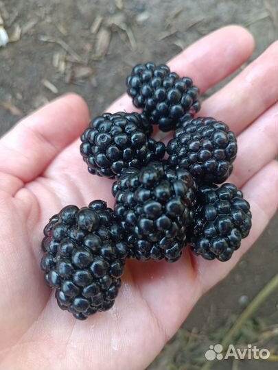 Ежевика без шипов