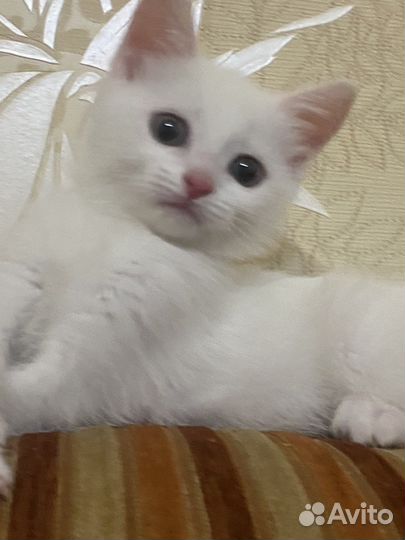 Кошка в дар