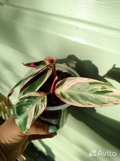 Строманта мультиколор