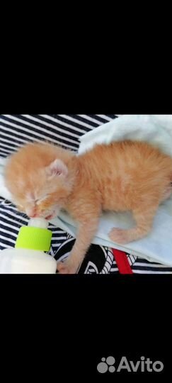 Кису-мамку со склада увезли в поля,ищу домРыжикам