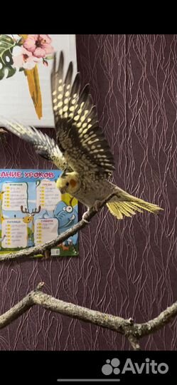 Попугай корелла самка