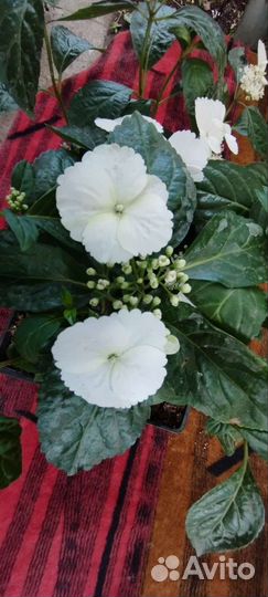 Саженцы гортензии 