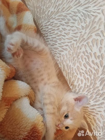 Котята курильский бобтейл