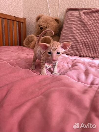 Ориентальные котята