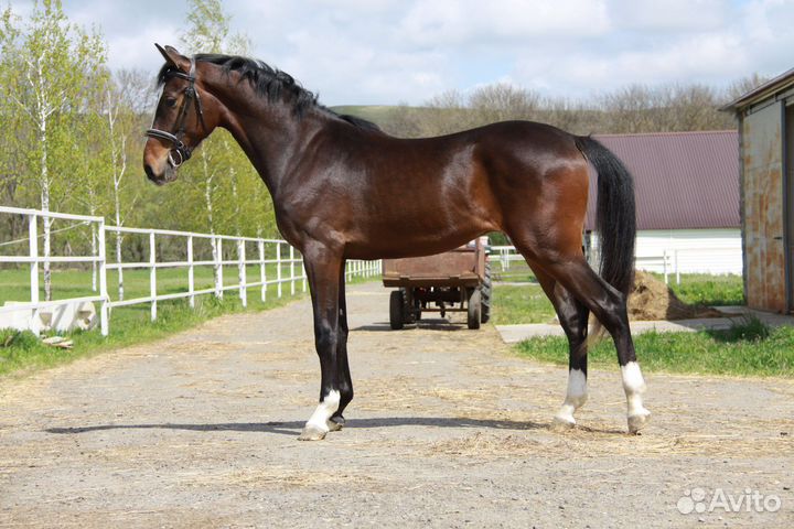 Молодой перспективный жеребчик