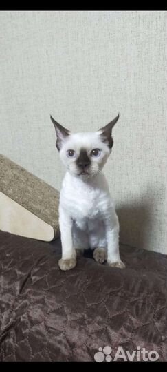 Девон -рекс кошечка