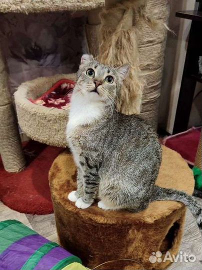 Кошка в добрые ручки