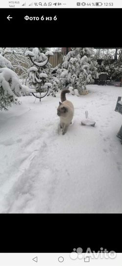 Кошки