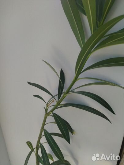 Олеандр 80 см