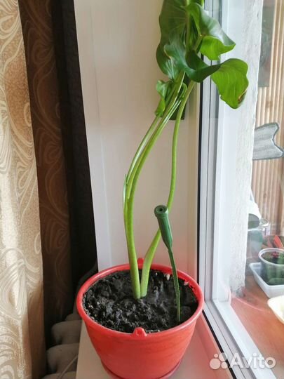 Калла белая