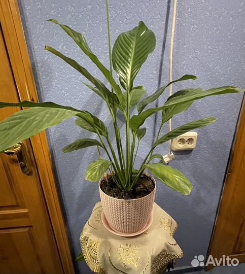 Комнатное растение