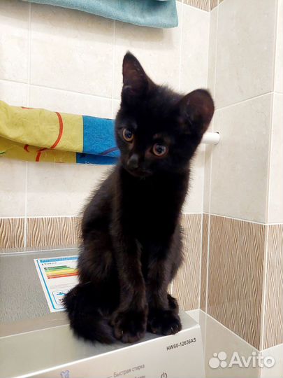 Молодые котики в добрые руки бесплатно