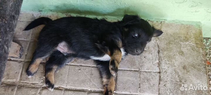 Маленькие собачки щенята