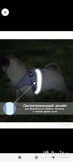 Шлейка для маленьких собак, кошек