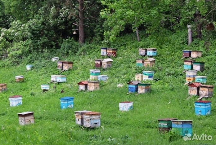 Мед натуральный из Алтая оптом от 16кг