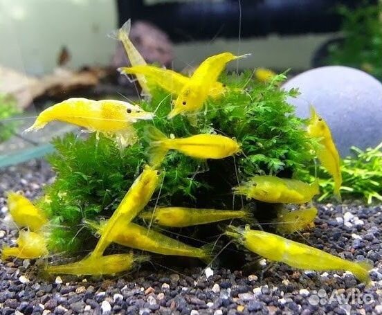 Аквариумные креветки синие, жёлтые, красные