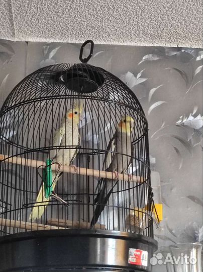 Попугай корелла с клеткой