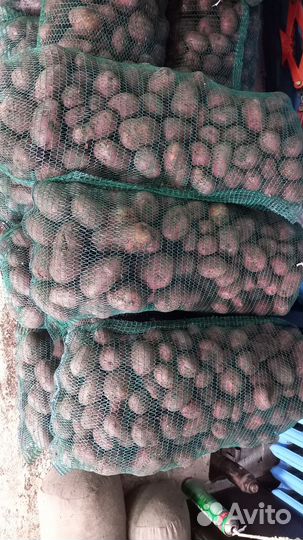 Картофель продаю свое