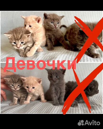 Котята в добрые руки