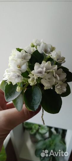 Детки фиалок