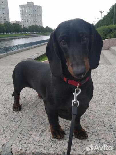 Такса стандартная гладкошерстная