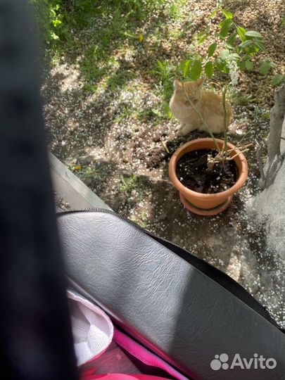 Кошка и котята