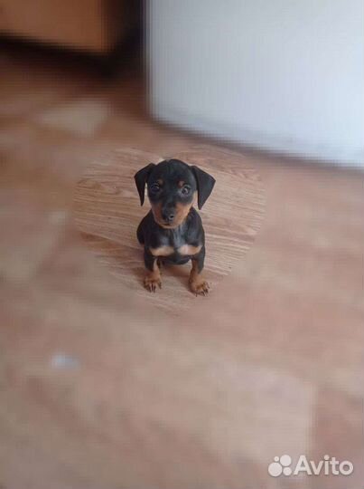 Щенки цвергпинчера