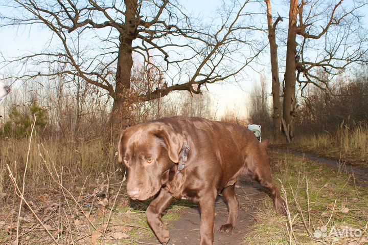 Лабрадор вязка