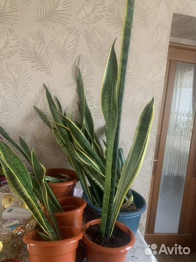 Сансевиерия