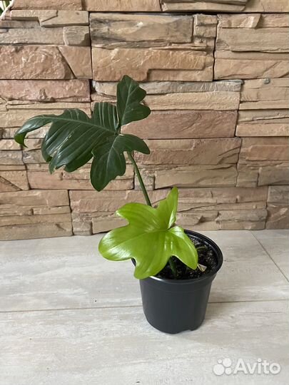 Филодендрон